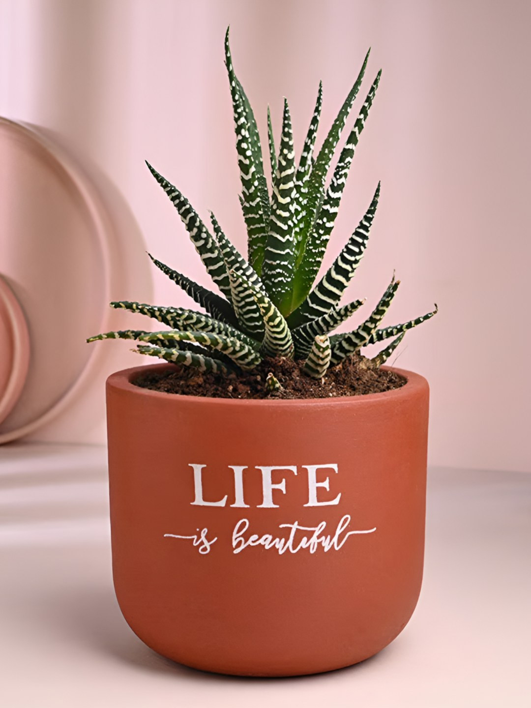 Floweraura Green and Brown Indoor Haworthia Plant With Terracotta Pot