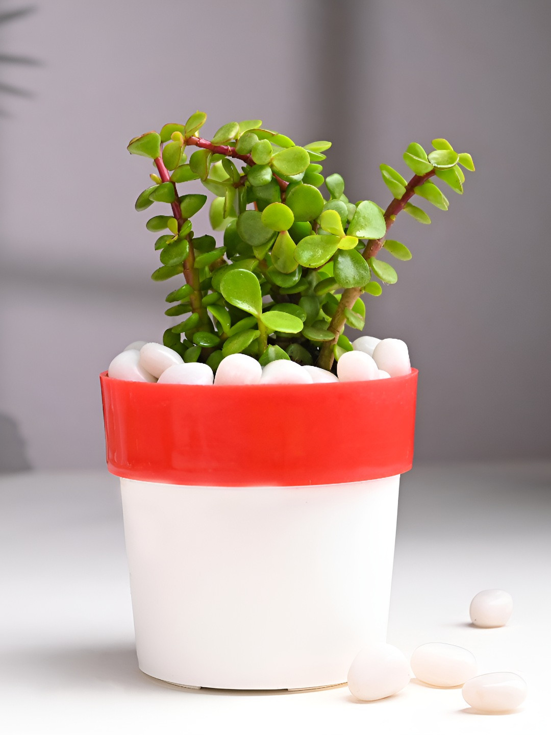 Floweraura Green & White Air Purifying Good Luck Jade Live Indoor Plant With Pot