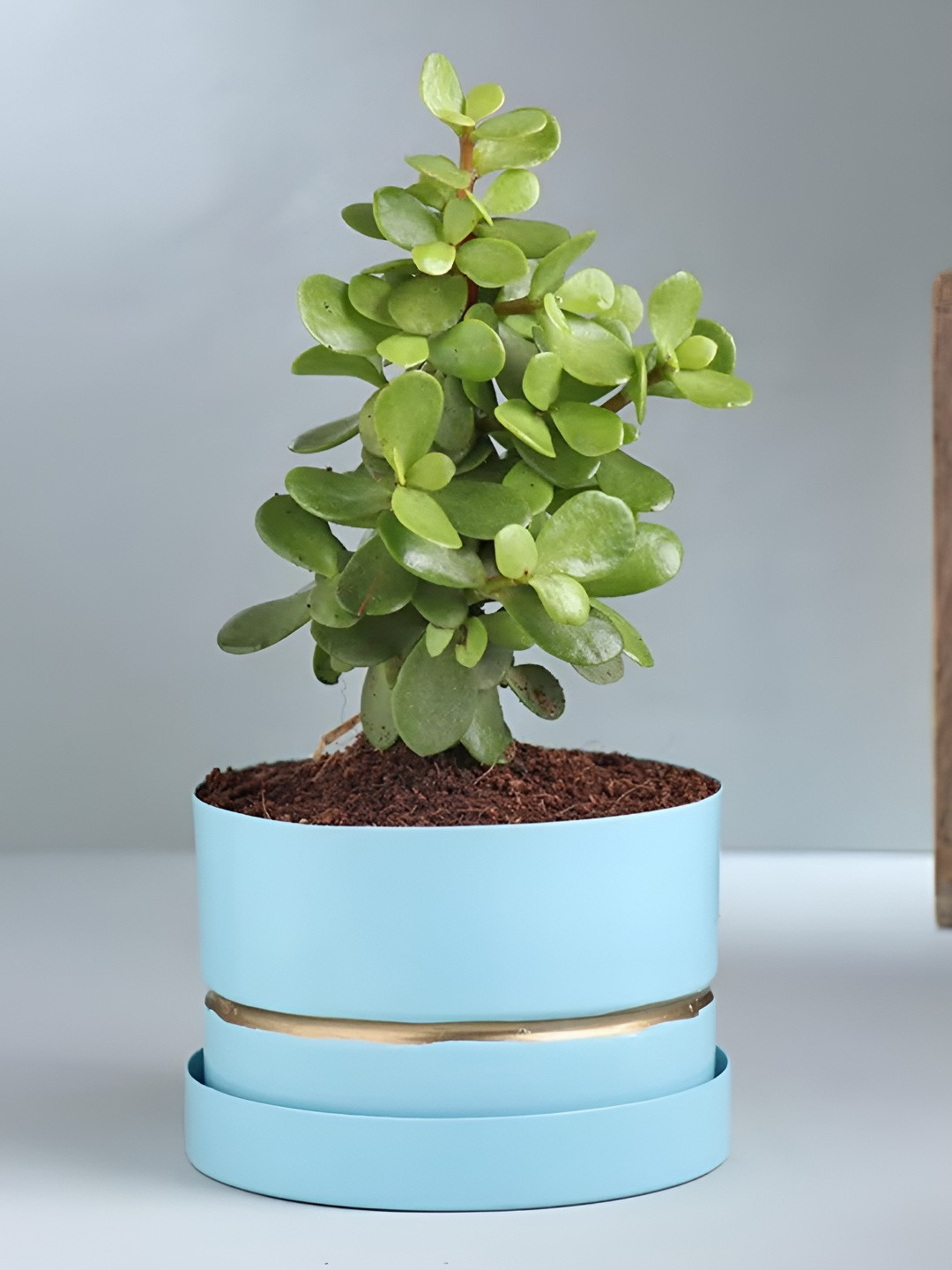 Floweraura Jade Plant Vase