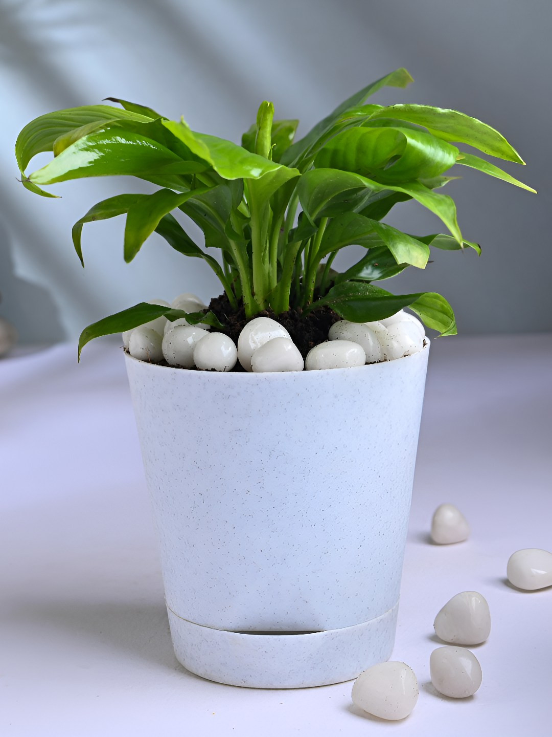 Floweraura Green Tranquil Peace Lily Indoor Plant With Pot