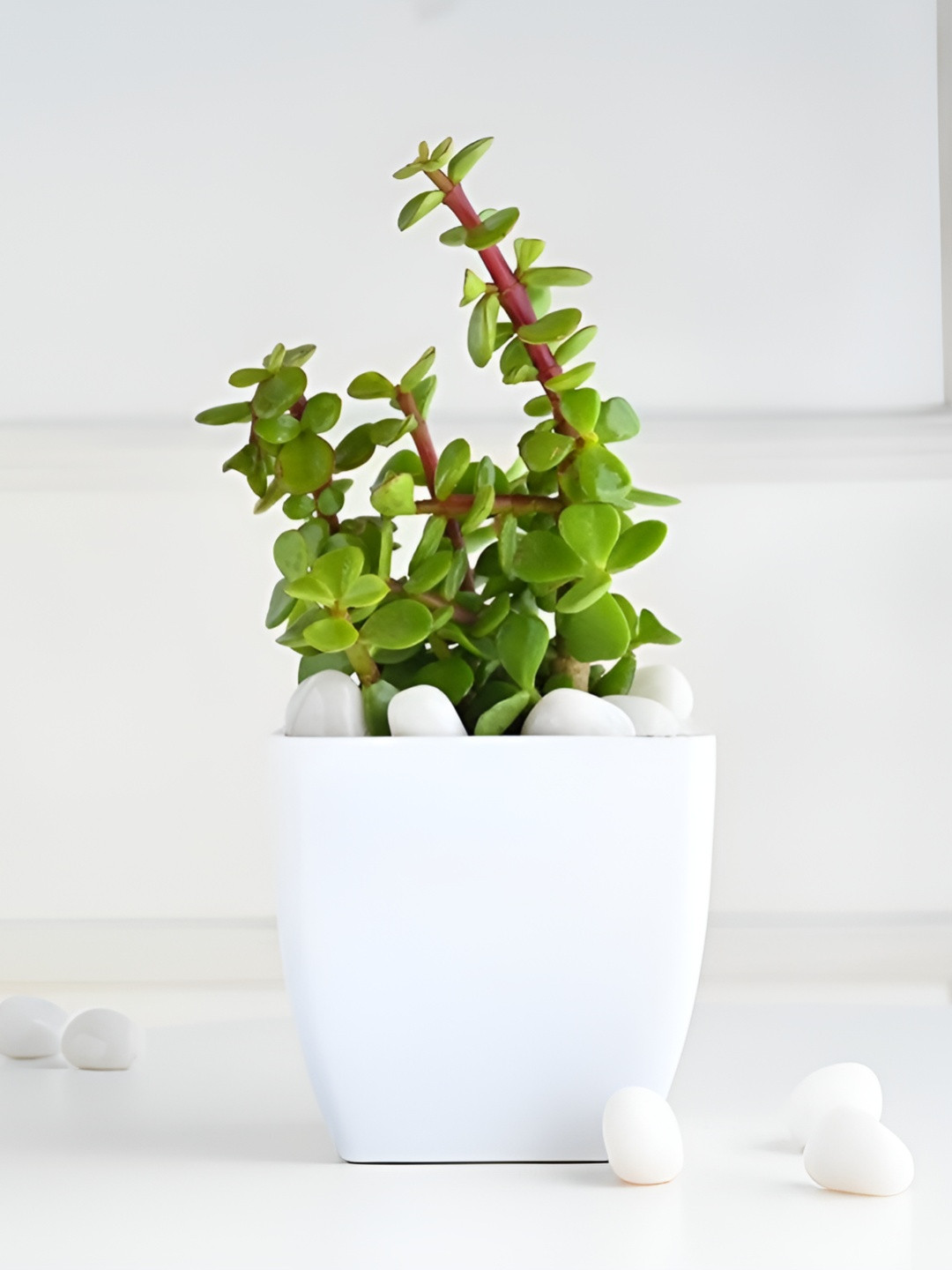 Floweraura Green & White Jade Live Indoor Plant With Pot