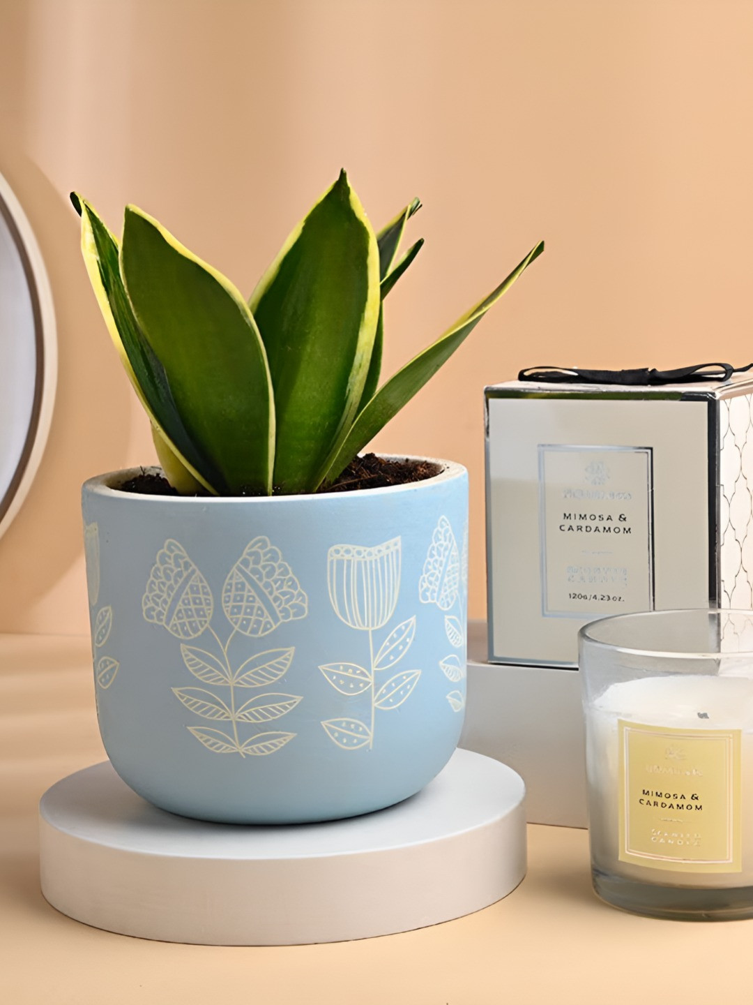 Floweraura Blue 2 Pieces Sansevieria Mint Plant & Scented Candle Combo Home Gift Set