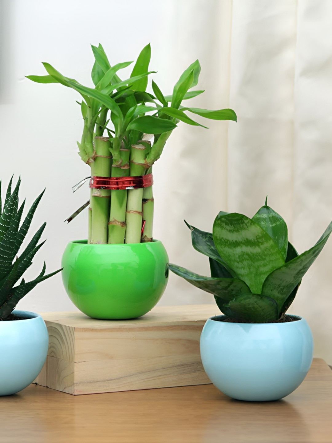 Floweraura Green 3 Pieces Bamboo Haworthia, & Resilient Sansevieria Plants In Pot