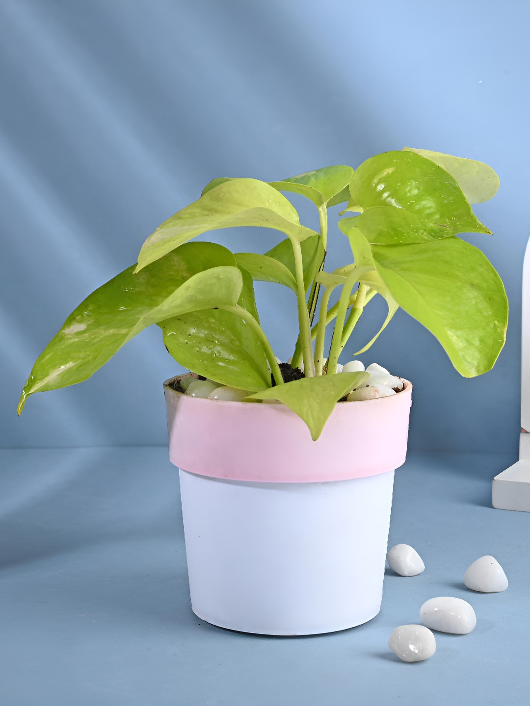 Floweraura Green & Pink Indoor Good Luck Golden Money Live Plant With Pot 9.9 cm