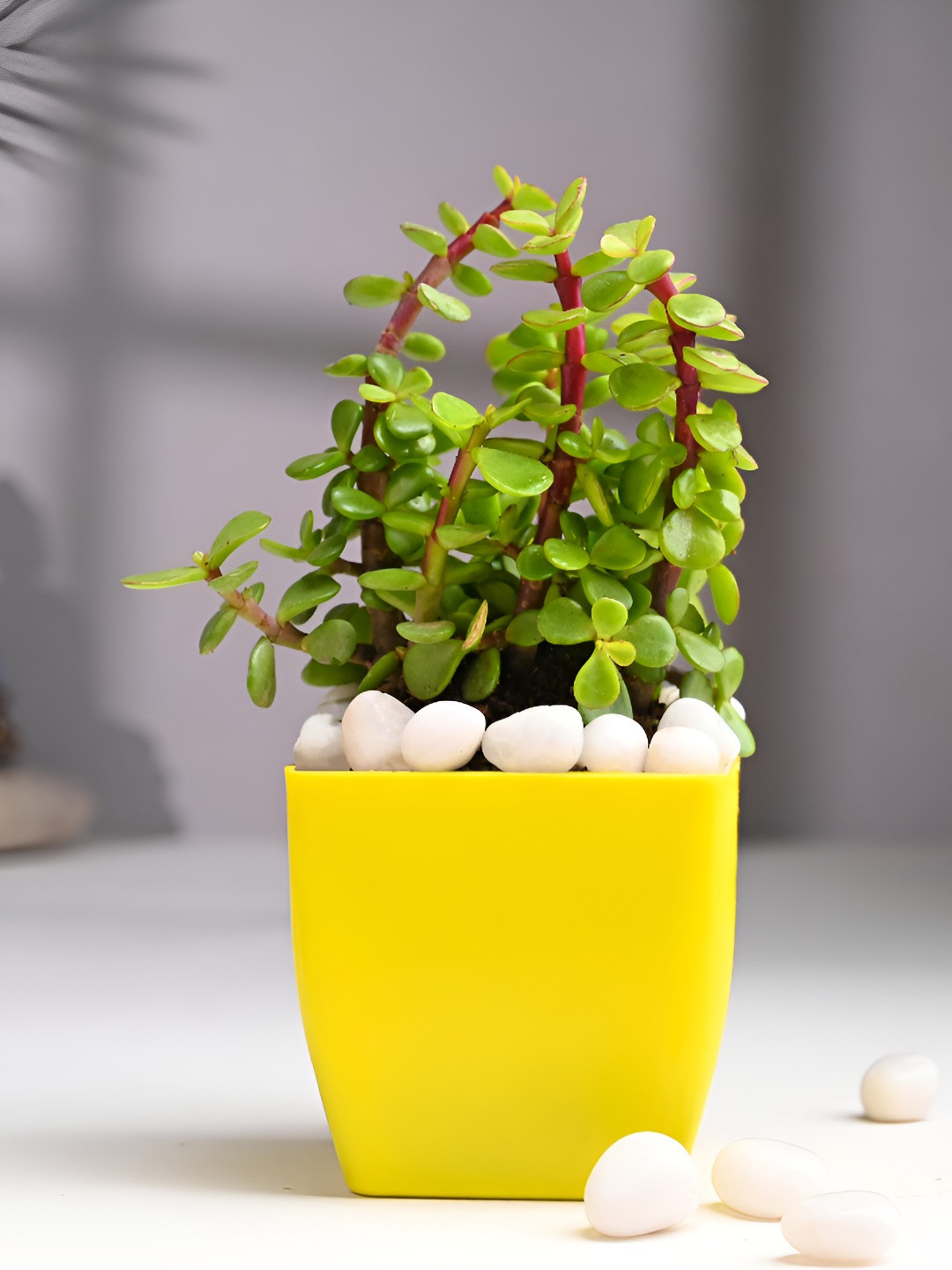 Floweraura Green Good Luck Jade Live Indoor Plant With Blossom Pot