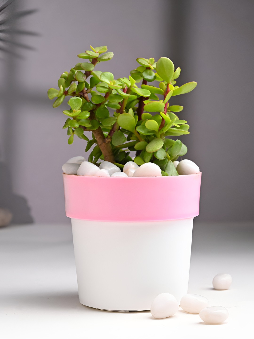 Floweraura Green and Pink Good Luck Jade Live Indoor Plant 10 cm
