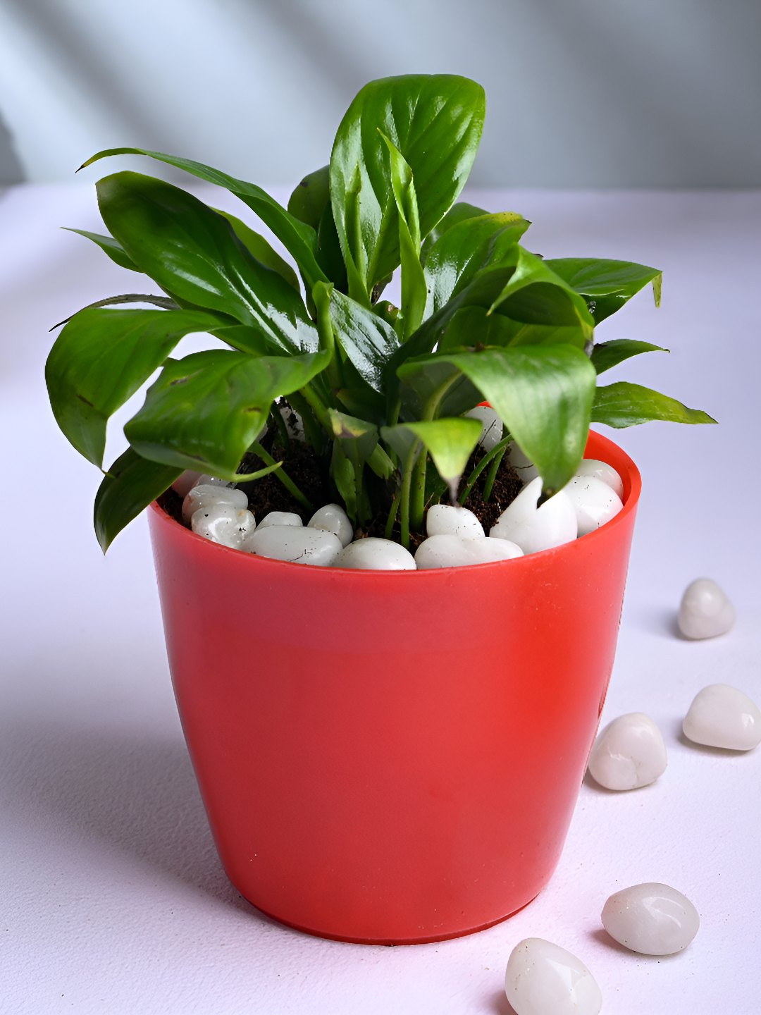 Floweraura Green & Red Indoor Lush Peace Lily Plant With Pot 9.9 cm