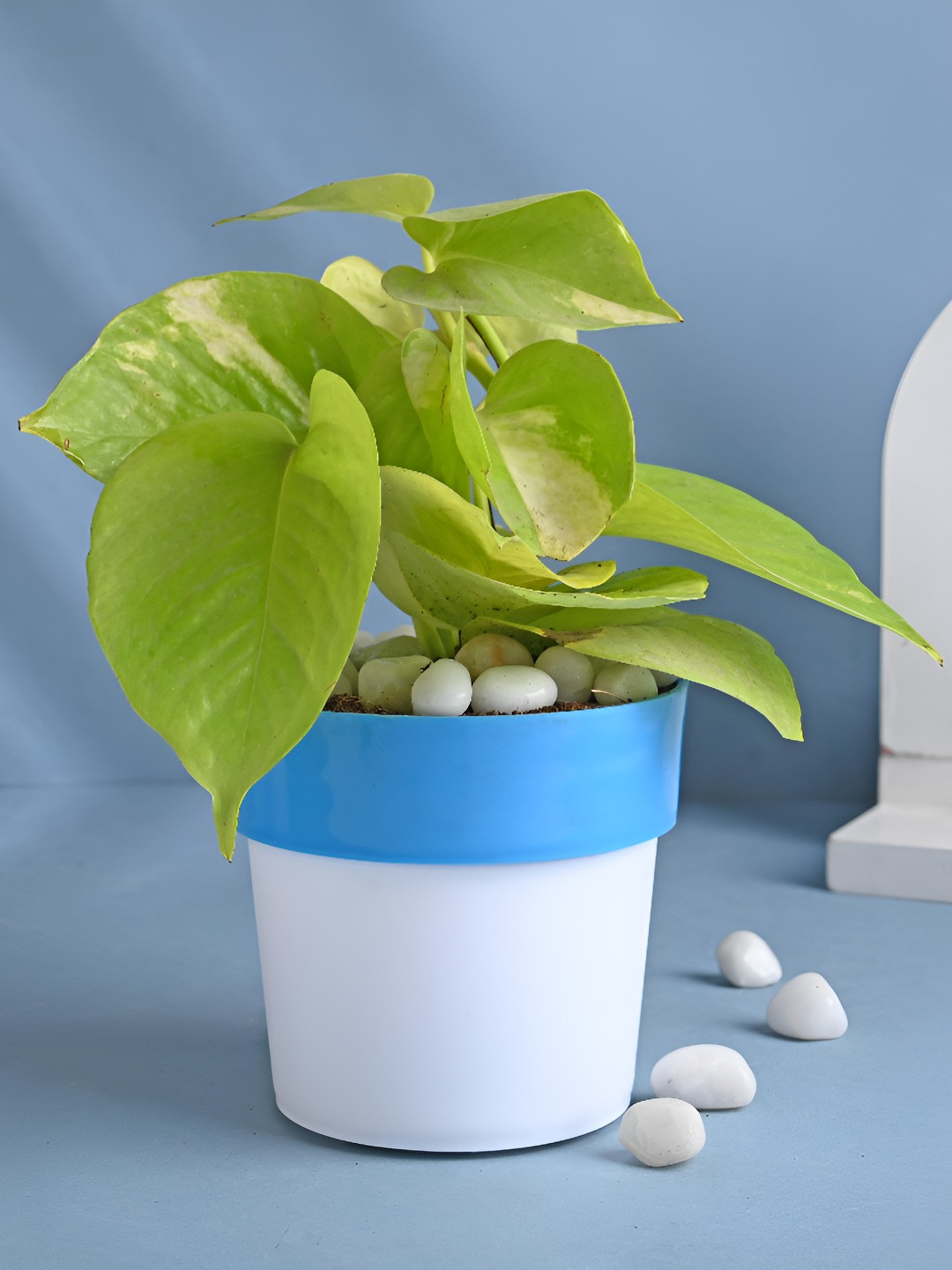 Floweraura Green Good Luck Golden Money Live Indoor Plant