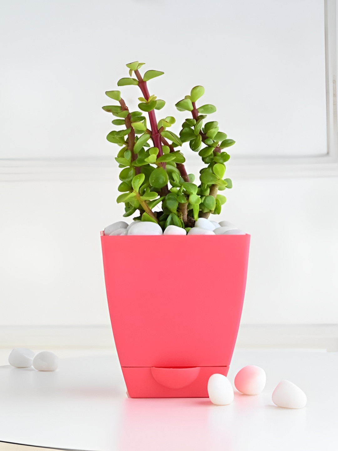 Floweraura Green & Pink Indoor Jade Plant With Pot 9.9 cm