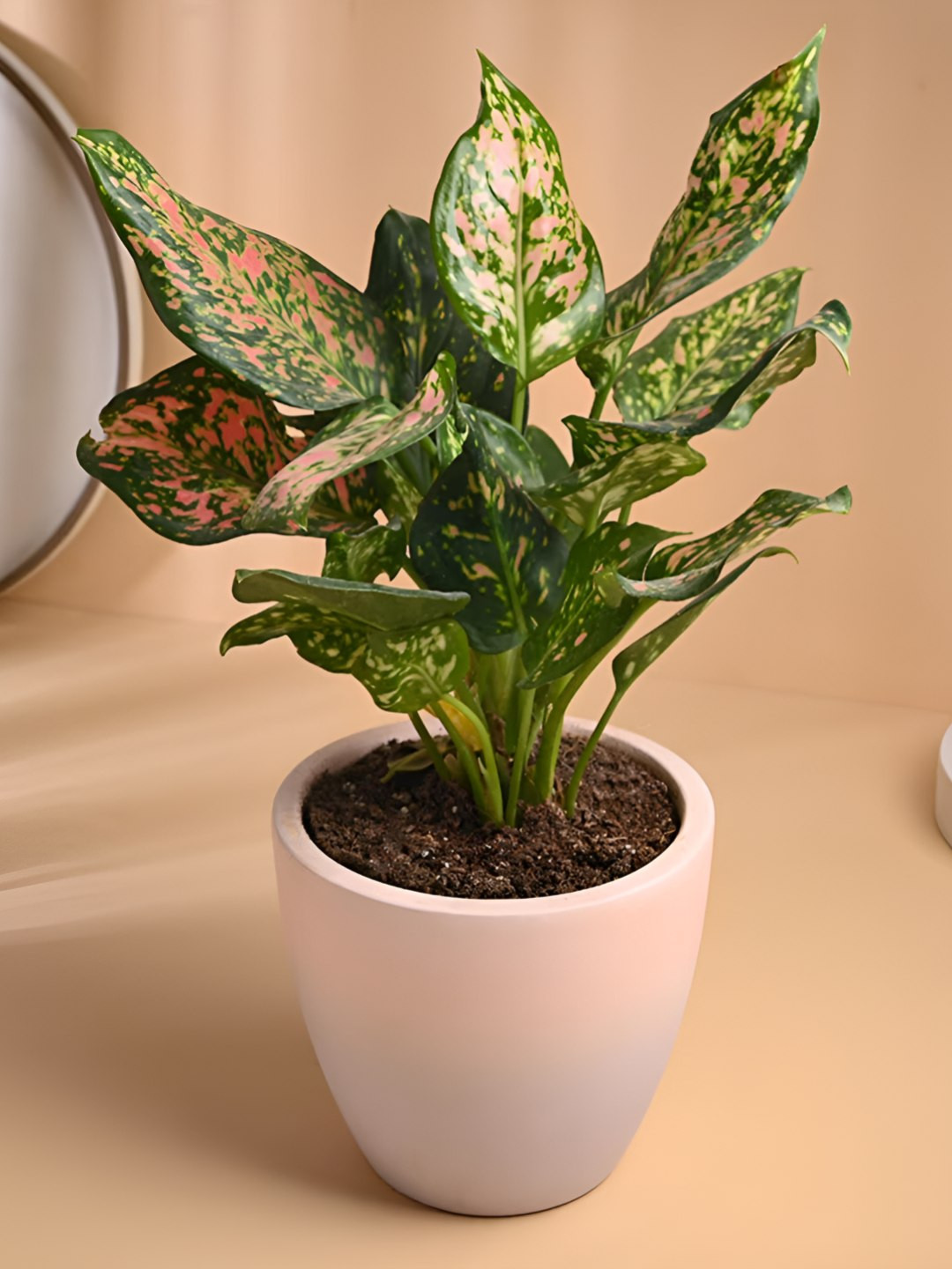 Floweraura Green Aglaonema Live Indoor Plant With Terracotta Pot