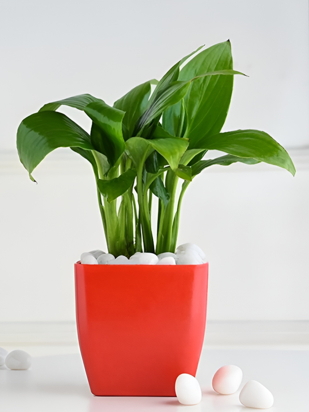 Floweraura Green &  Red Peace Lily Live Indoor Plant With Pot