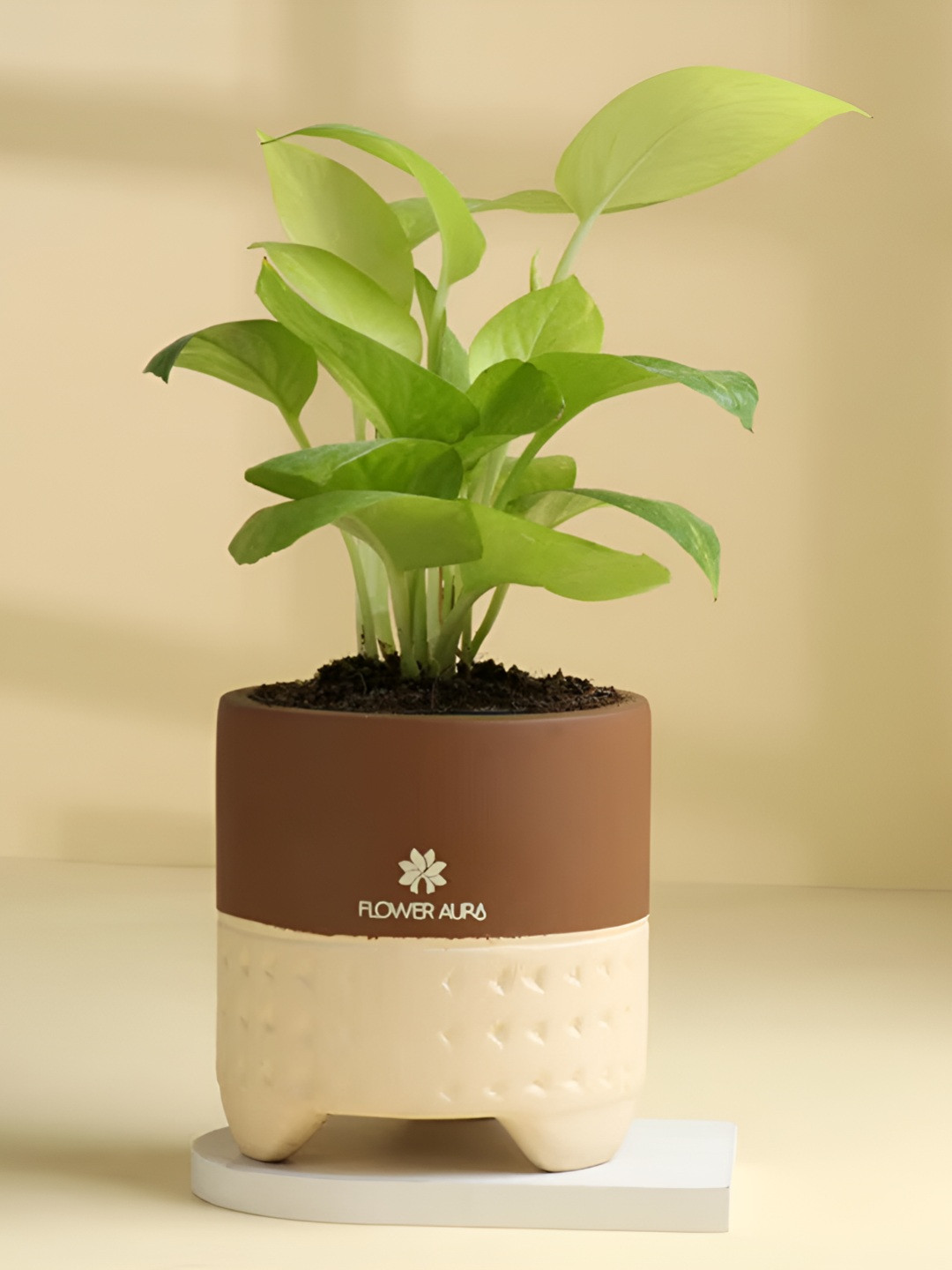 Floweraura Green and Brown Lush Money Plant With Terracotta Pot