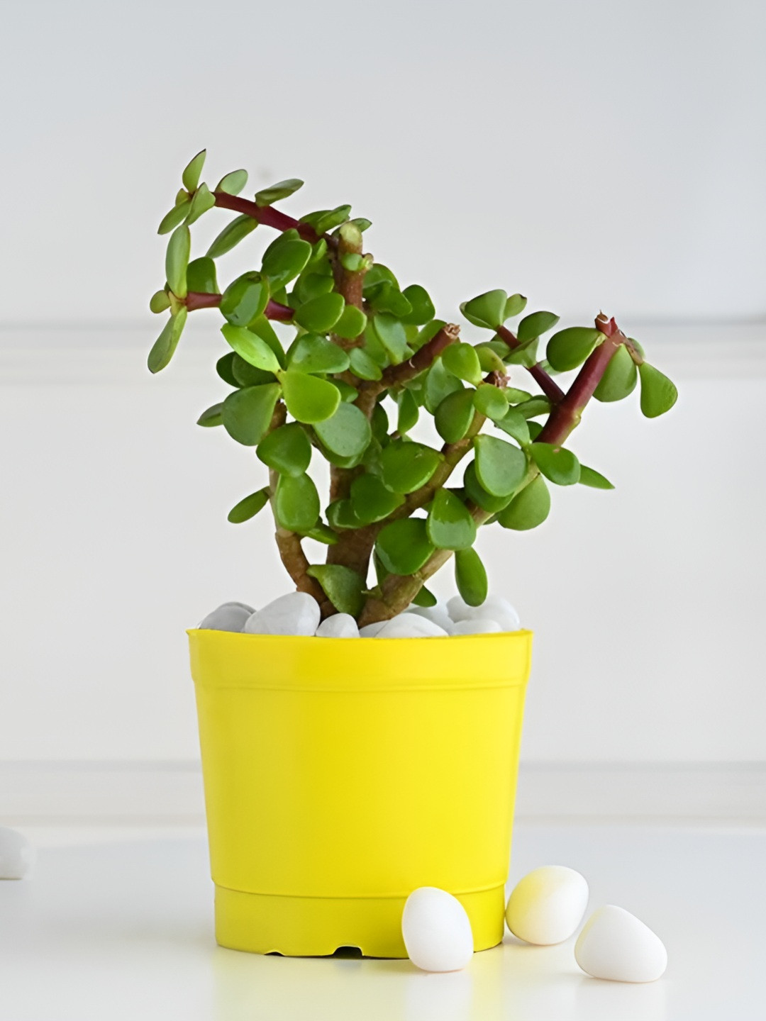 Floweraura Green and Yellow Jade Live Indoor Plant With Pot