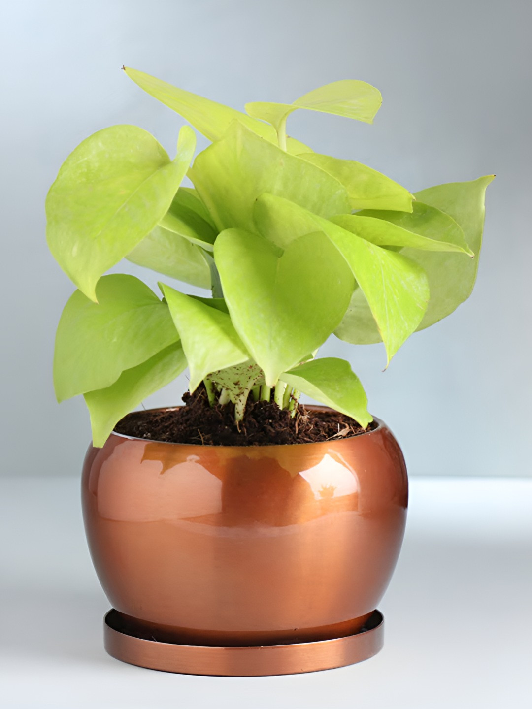 Floweraura Green and Copper-Toned Money Plant In Metal Pot