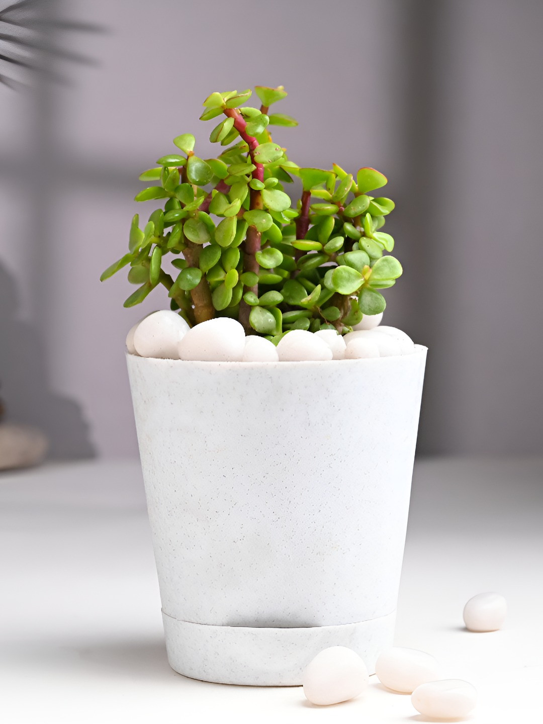 Floweraura Green & White Indoor Good Luck Jade Live Plant With Pot 9.9 cm