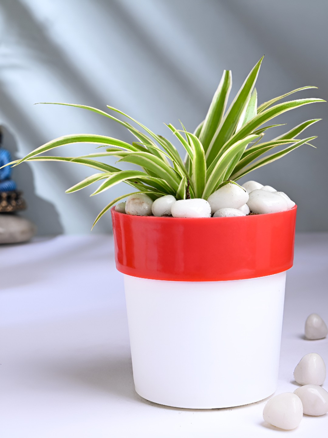 Floweraura Green & Red Vibrant Spider Plant With Pot