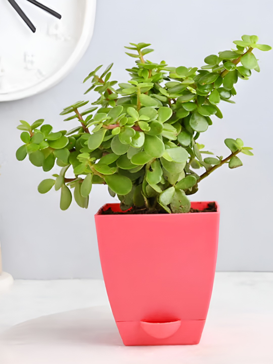 Floweraura Green & Pink Indoor Smashing Jade Plant With Pot 9.9 cm