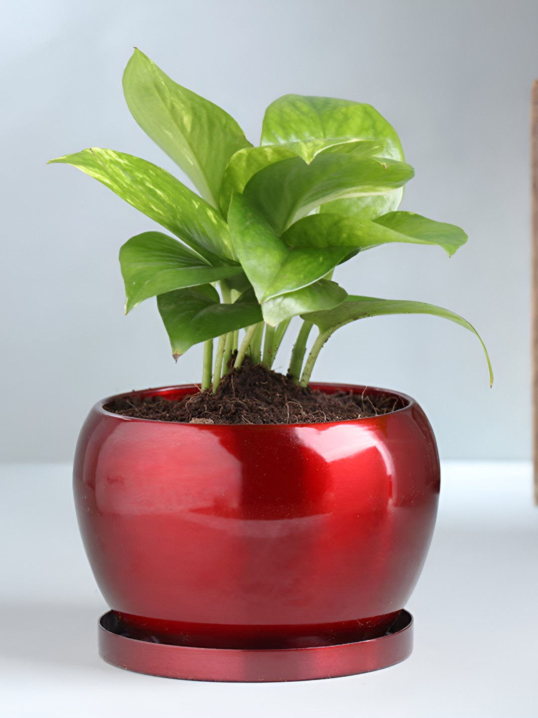 Floweraura Green Indoor Money Plant With Pot 9.9 cm
