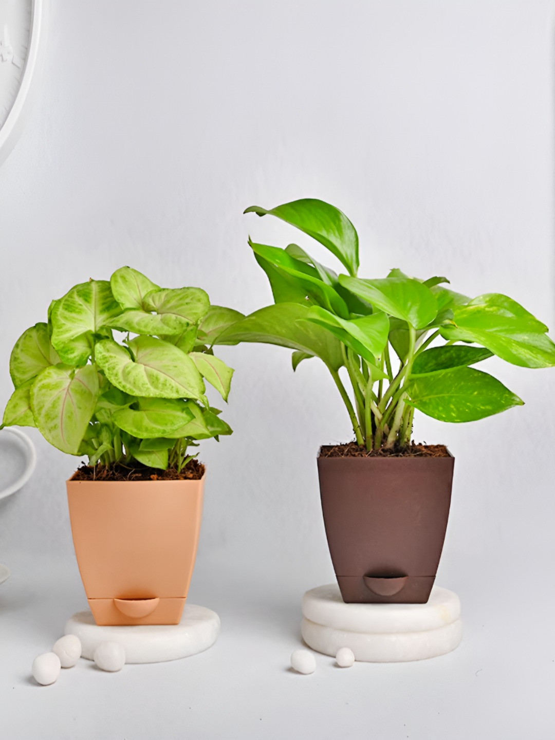 Floweraura Green Syngonium & Money Plant In Pot
