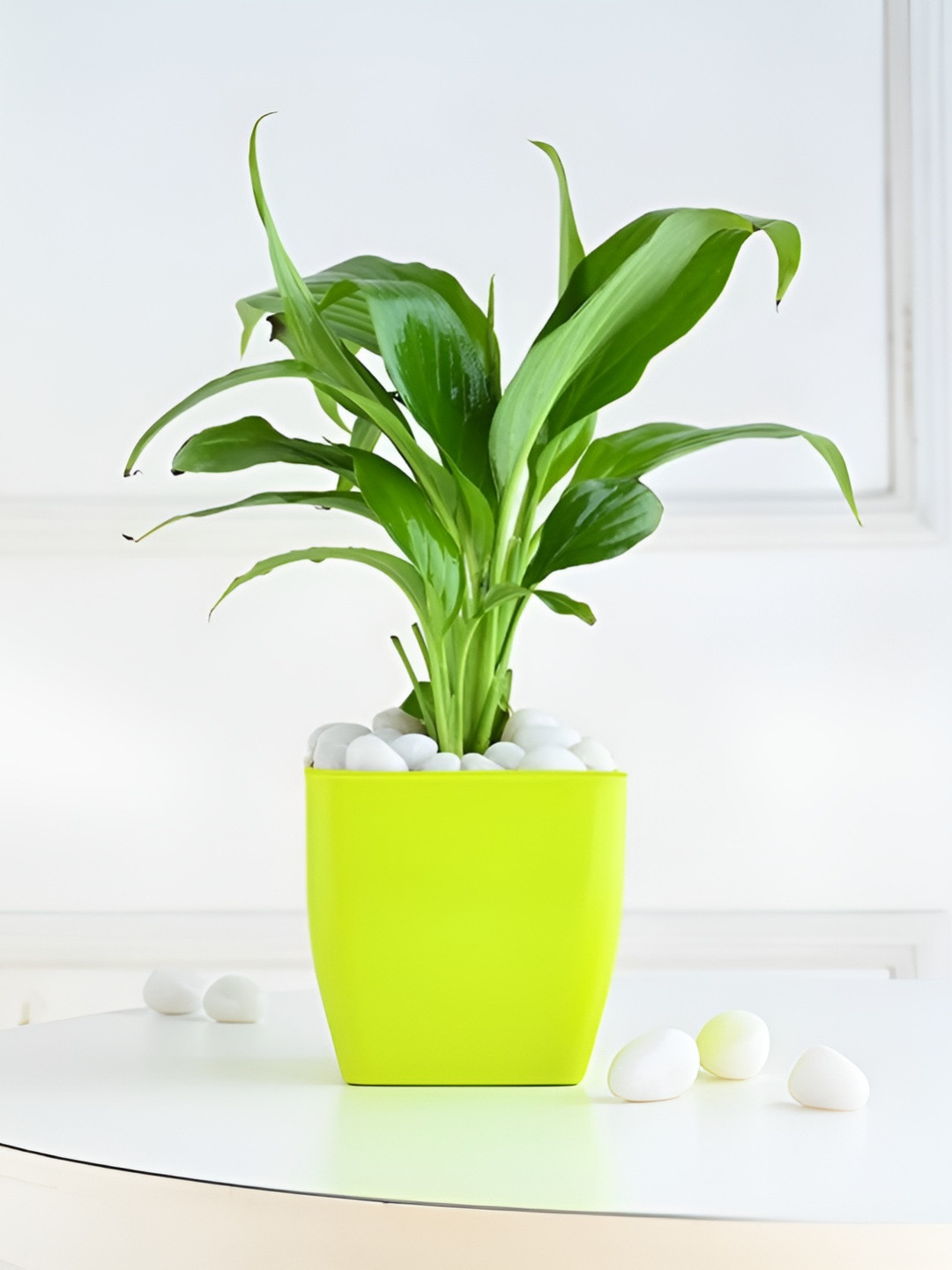 Floweraura Green & Yellow Peace Lily Indoor Plant With Pot