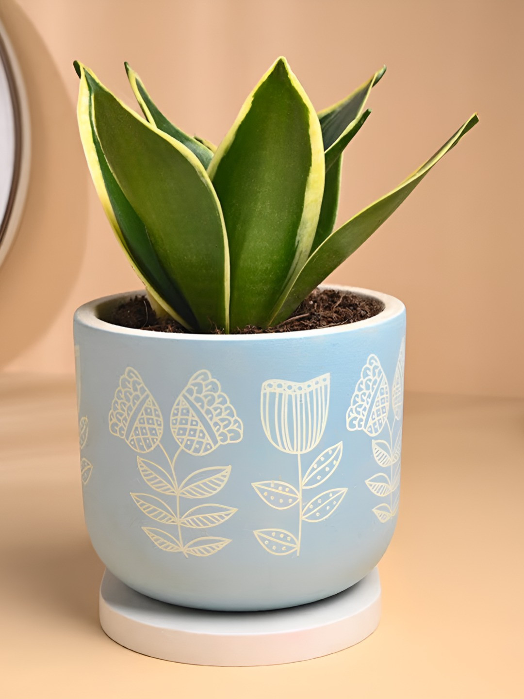 Floweraura Green & Blue Lush Sansevieria Plant In Terracotta Pot