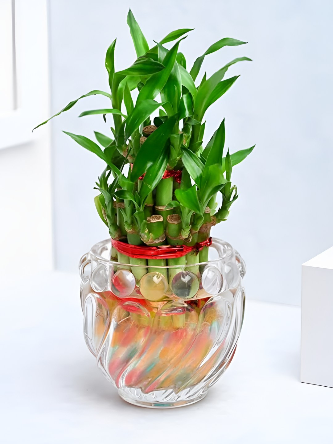 Floweraura Green Lucky Bamboo Charm In Glass Pot