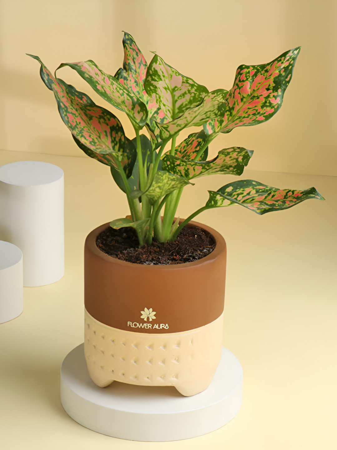 Floweraura Green & Brown Charming Aglaonema Plant With Terracotta Pot