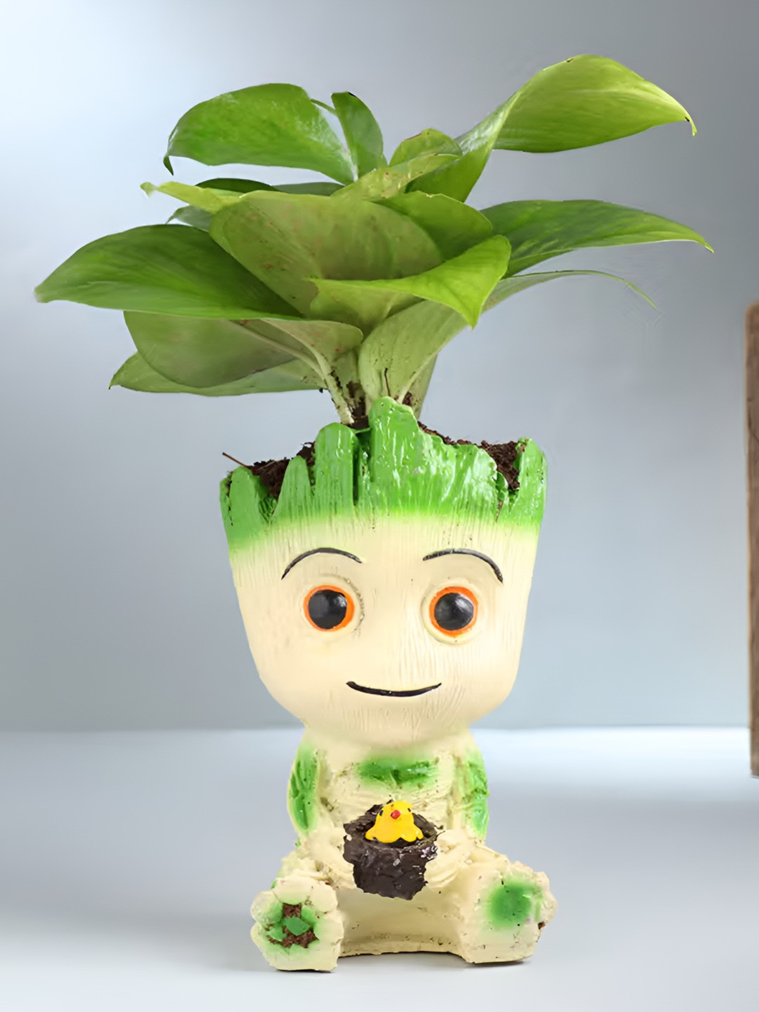 Floweraura Off White & Green Indoor Good Luck Money Live Plant With Groot Pot