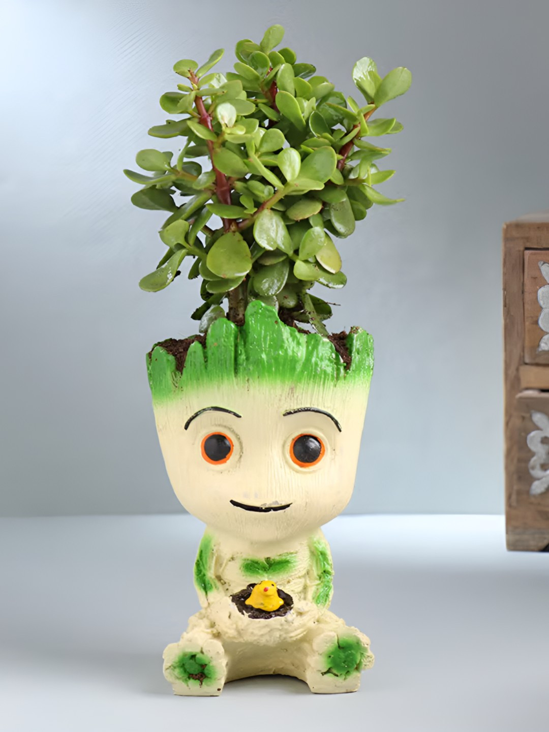 Floweraura Green & Off White Indoor Jade Live Plant With Groot Pot