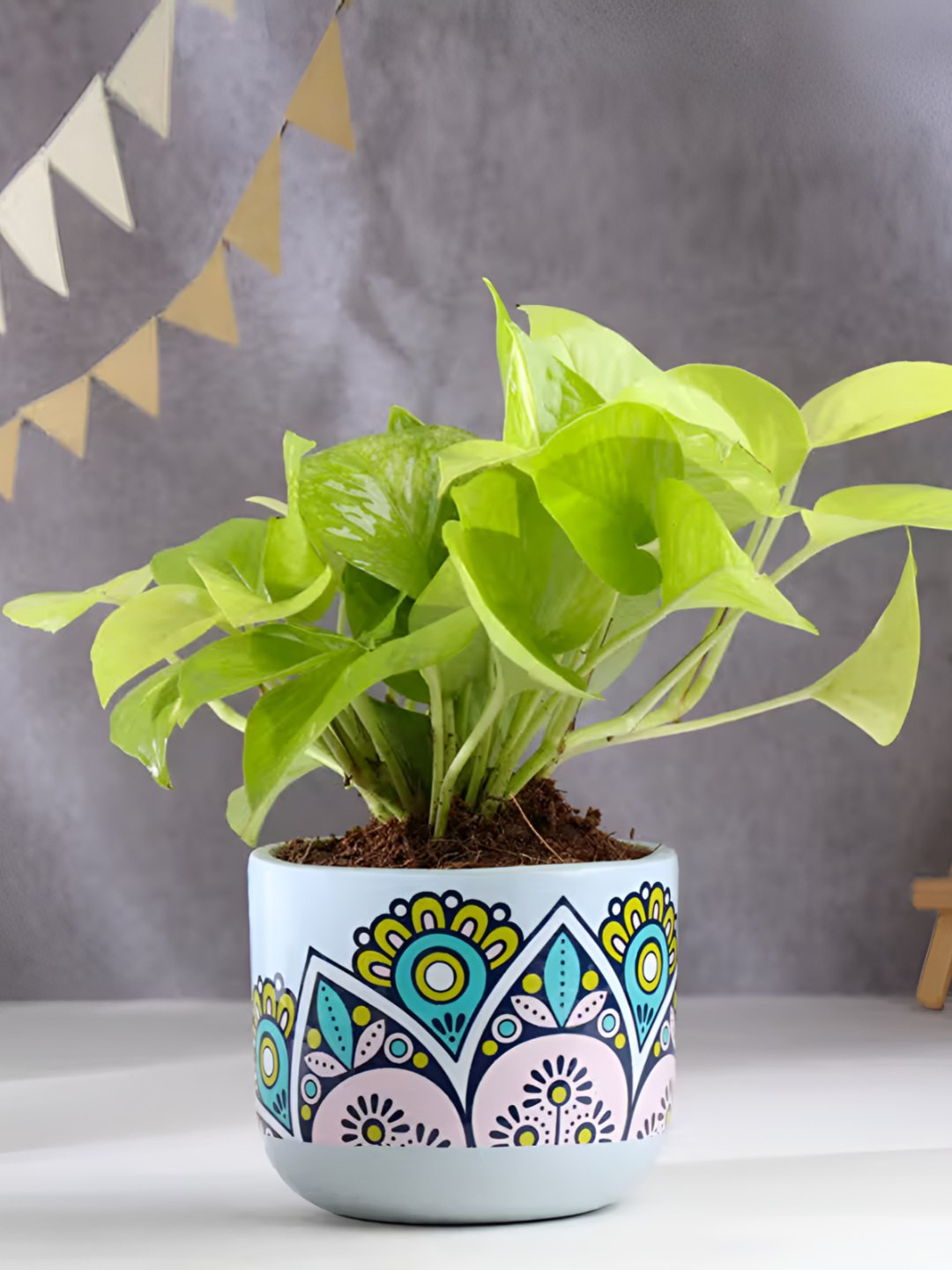 Floweraura Green & Blue Indoor Lucky Money Live Plant With Terracotta Pot