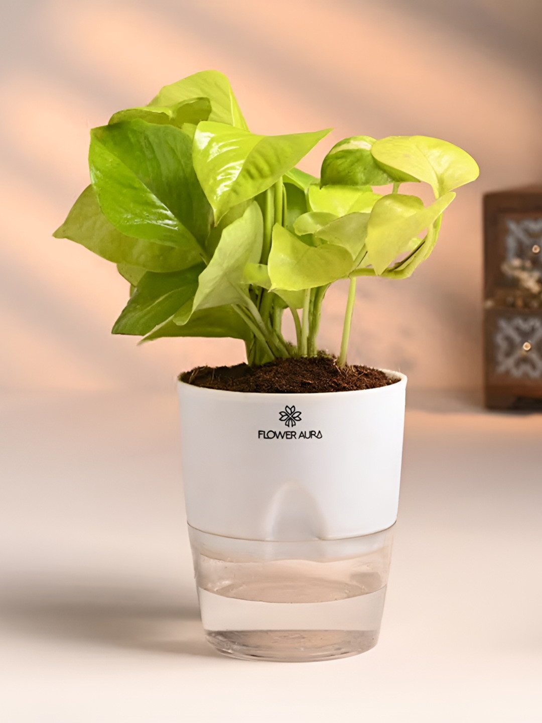 Floweraura Green & White Indoor Money Live Plant With Self Watering Pot