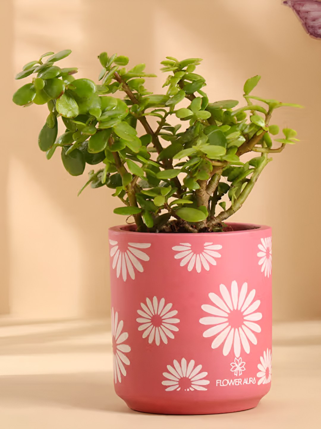 Floweraura Pink & Green Indoor Good Luck Jade Live Plant With Terracotta Pot