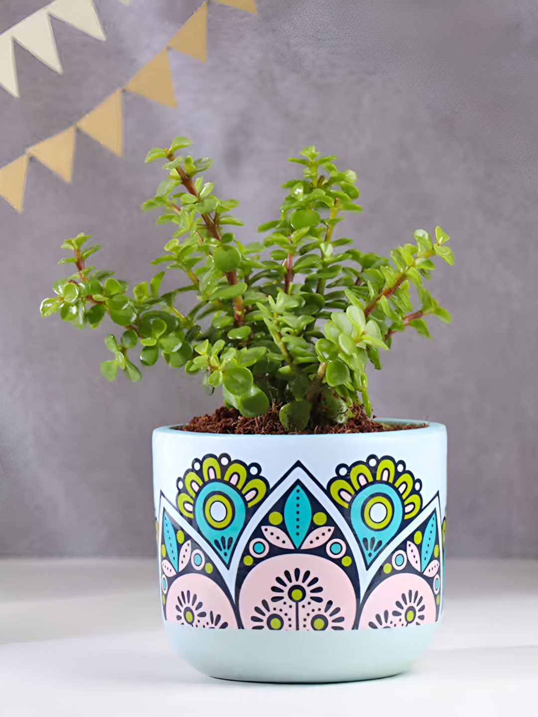 Floweraura Indoor Vastu Jade Live Plant With Terracotta Pot