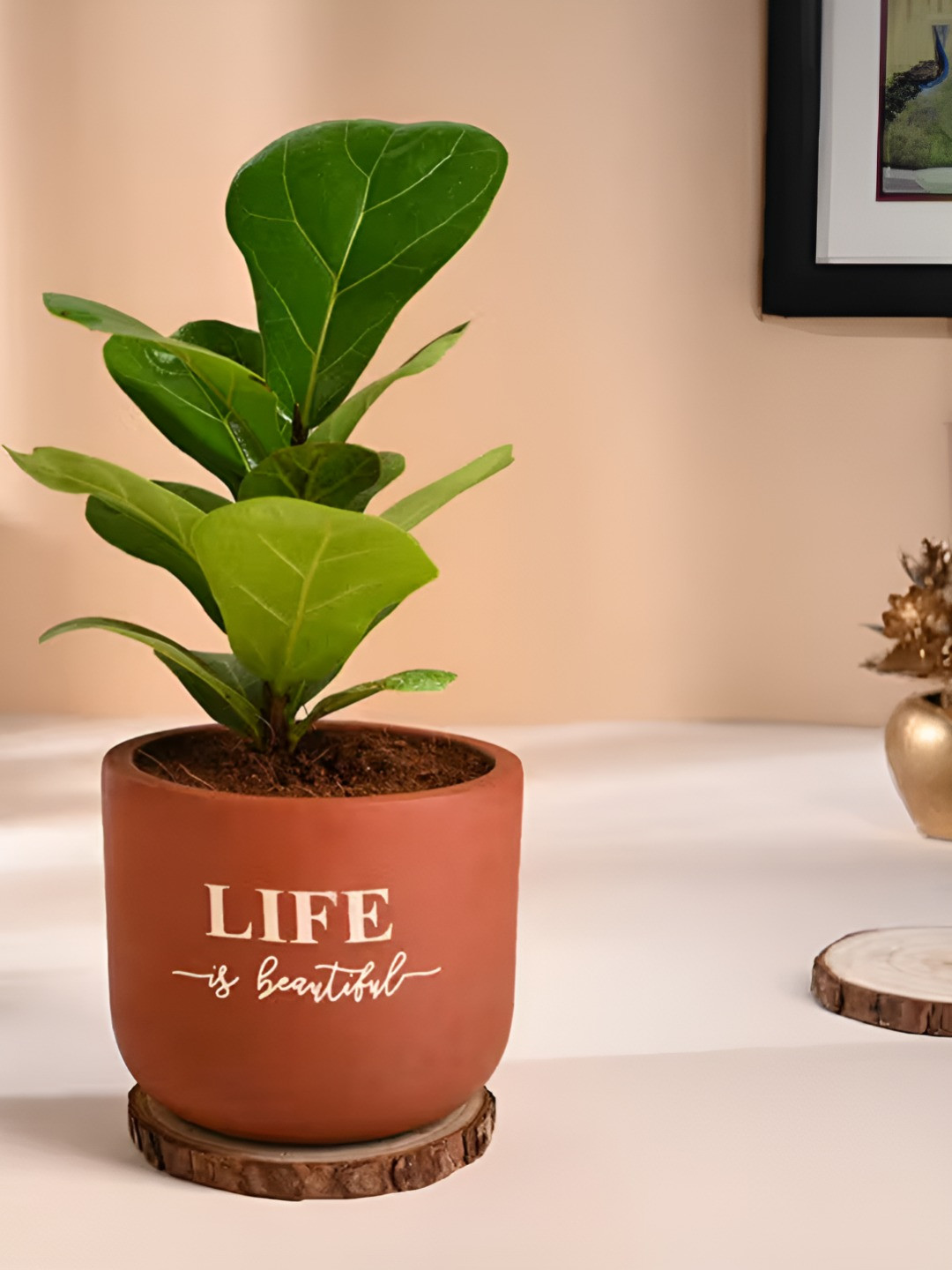Floweraura Green & Brown Indoor Ficus Lyrata Live Plant With Terracotta Pot