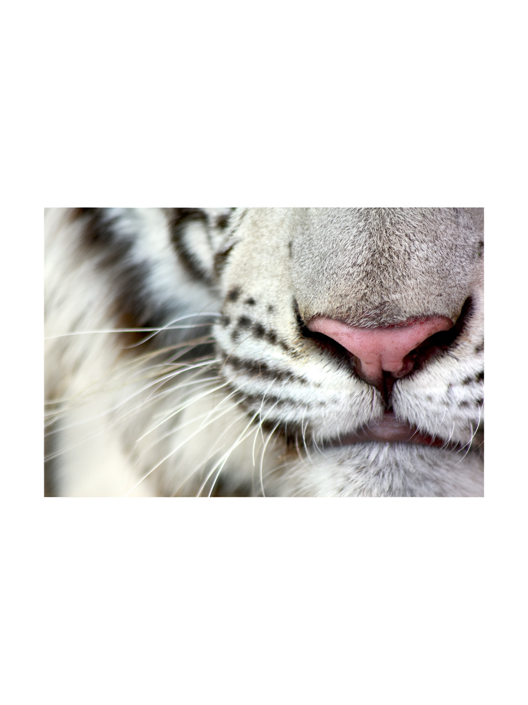 Inephos White And Black Birds And Animals Printed Canvas Unframed Wall Paintings