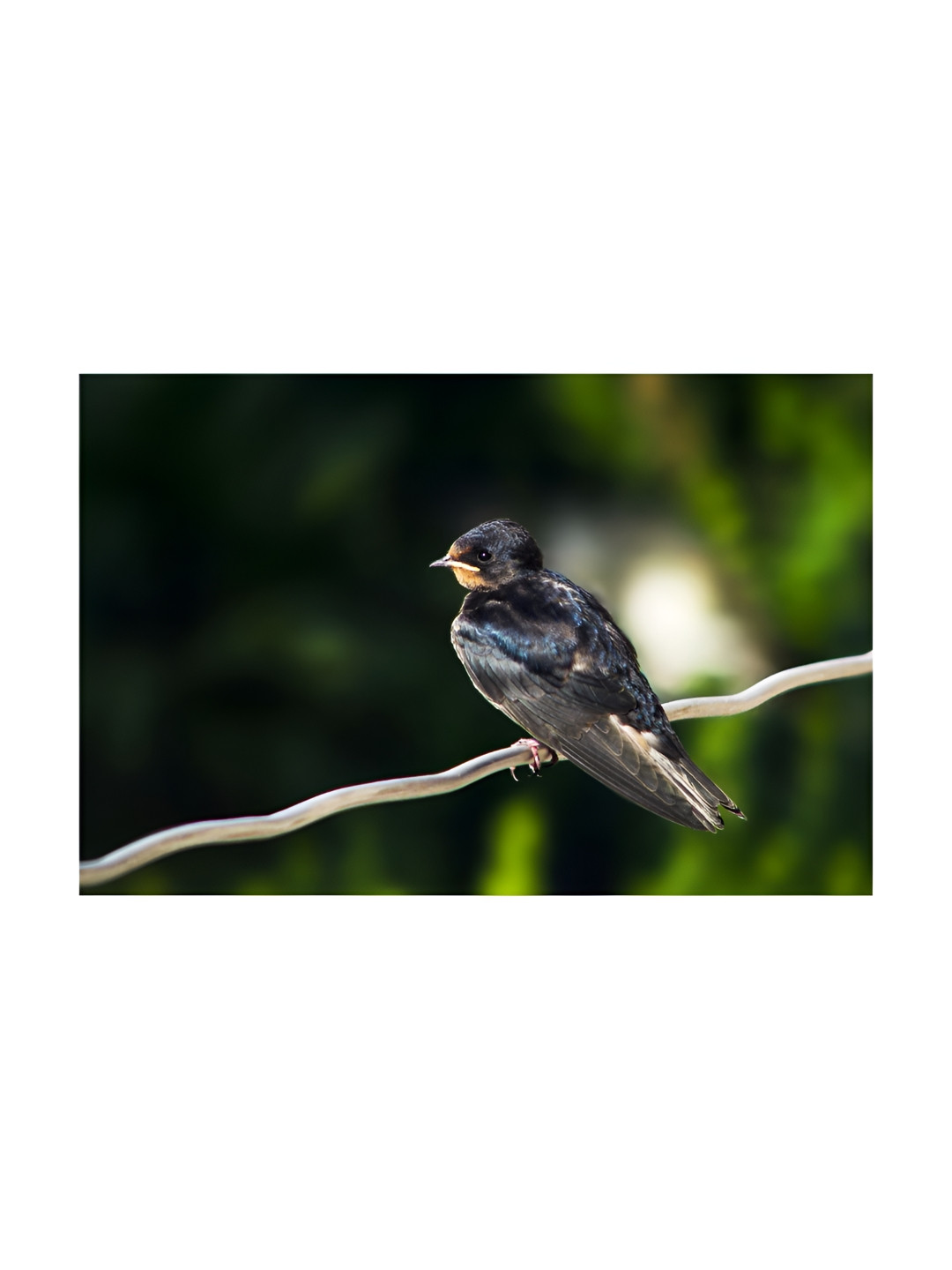 Inephos Black And Brown Birds And Animals Printed Paper Canvas Unframed Wall Paintings