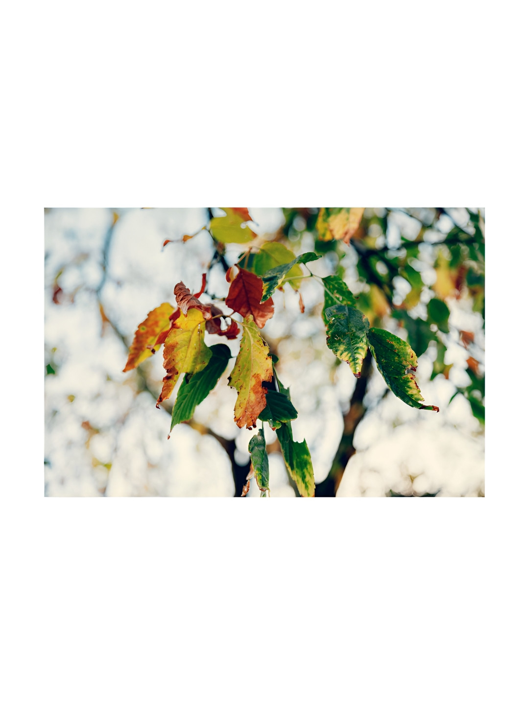 Inephos Green & Yellow 1 Piece Floral And Botanical Canvas Wall Art