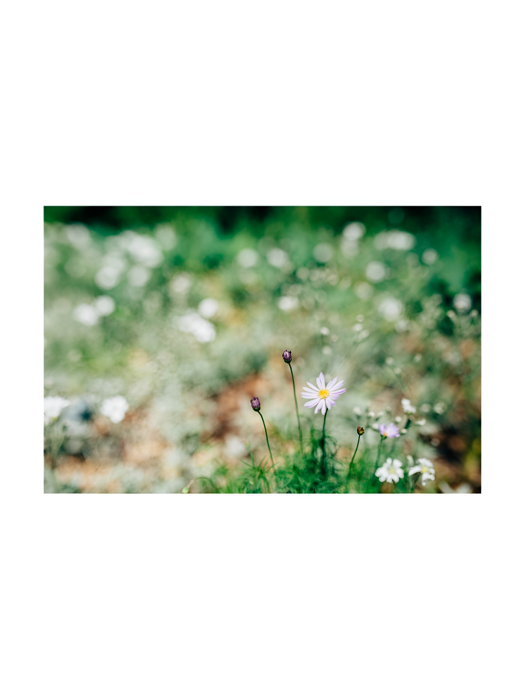 Inephos Green And White 1 Piece Floral and Botanical Printed Canvas Wall Art