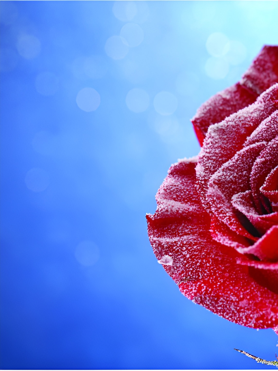 Inephos Blue And Red 1 Piece Floral and Botanical Canvas Wall Art