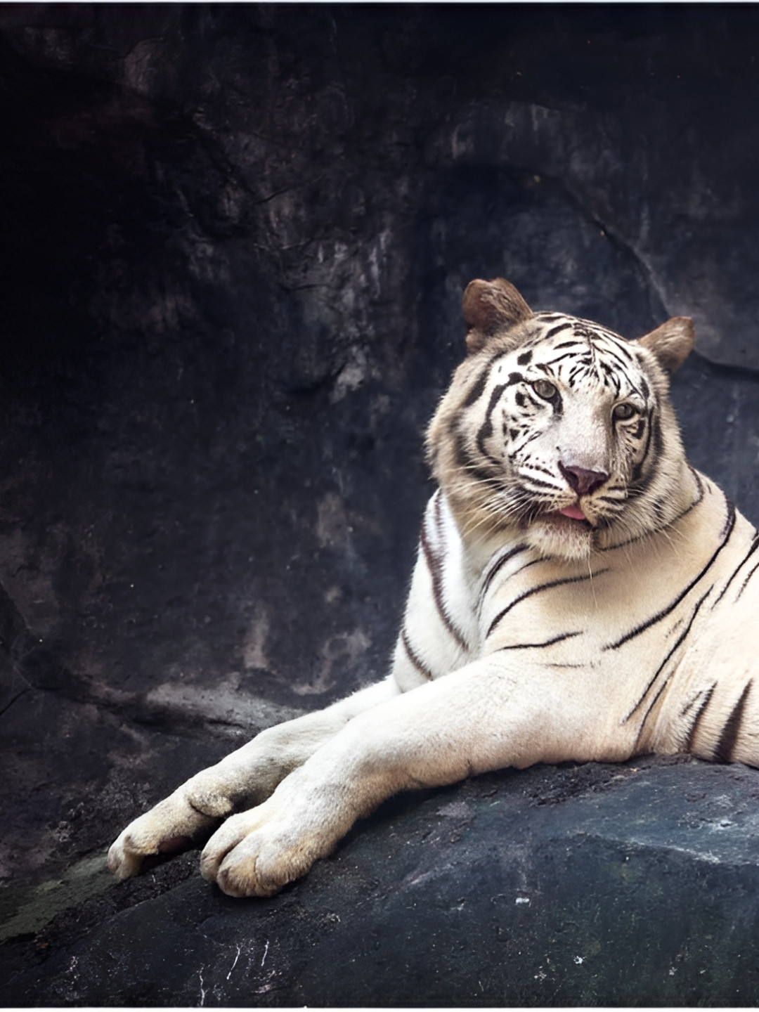 Inephos White And Black Birds And Animals Printed Canvas Wall Art