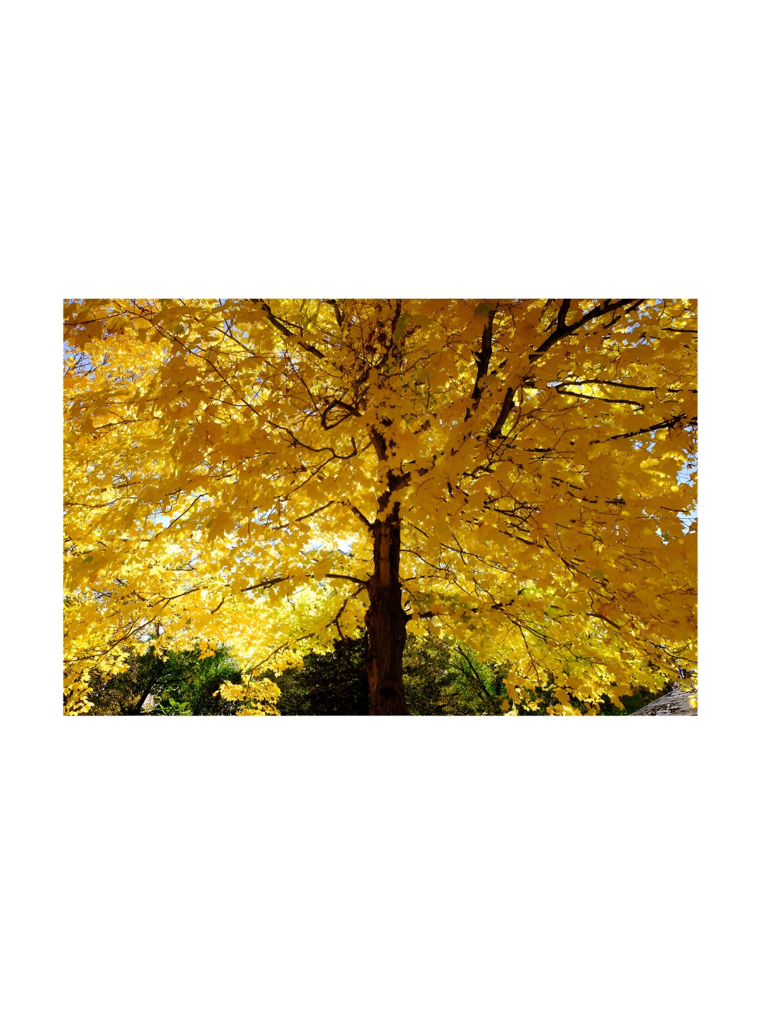 Inephos Yellow And Brown Floral and Botanical Printed Canvas Wall Art