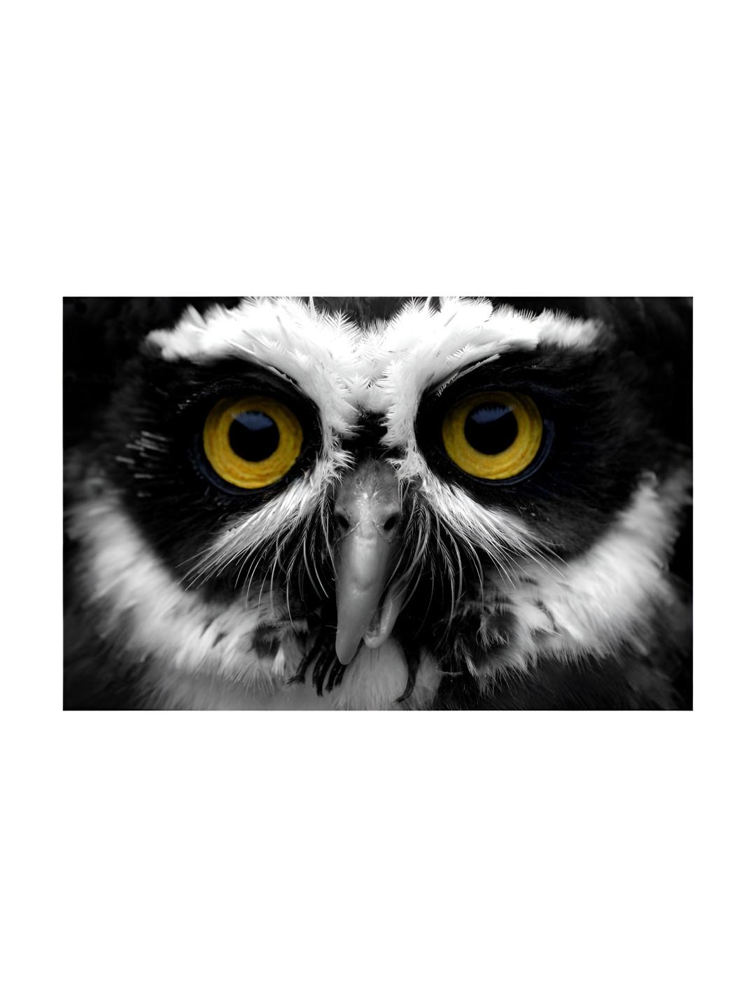 Inephos White And Black Birds and Animals Wall Art