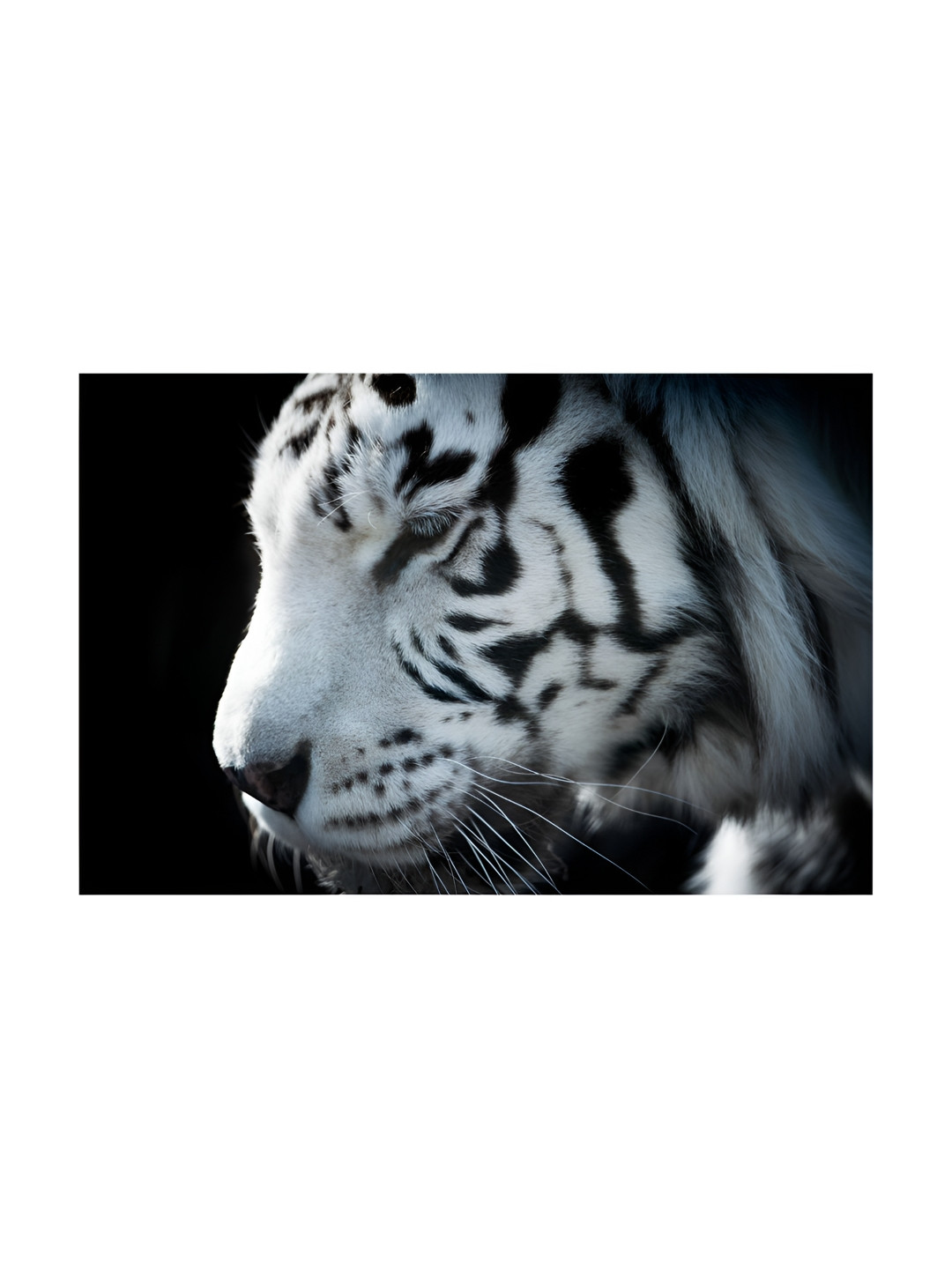 Inephos Black And White 1 Piece Birds and Animals Printed Canvas Wall Art