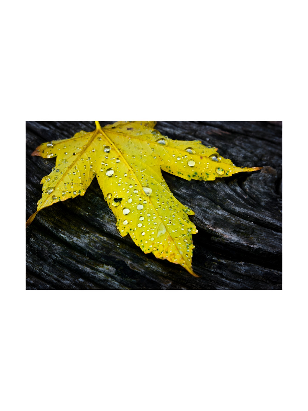 Inephos Canvas Wall Rectangle Paintings Wall Art - 35.8x24.0In