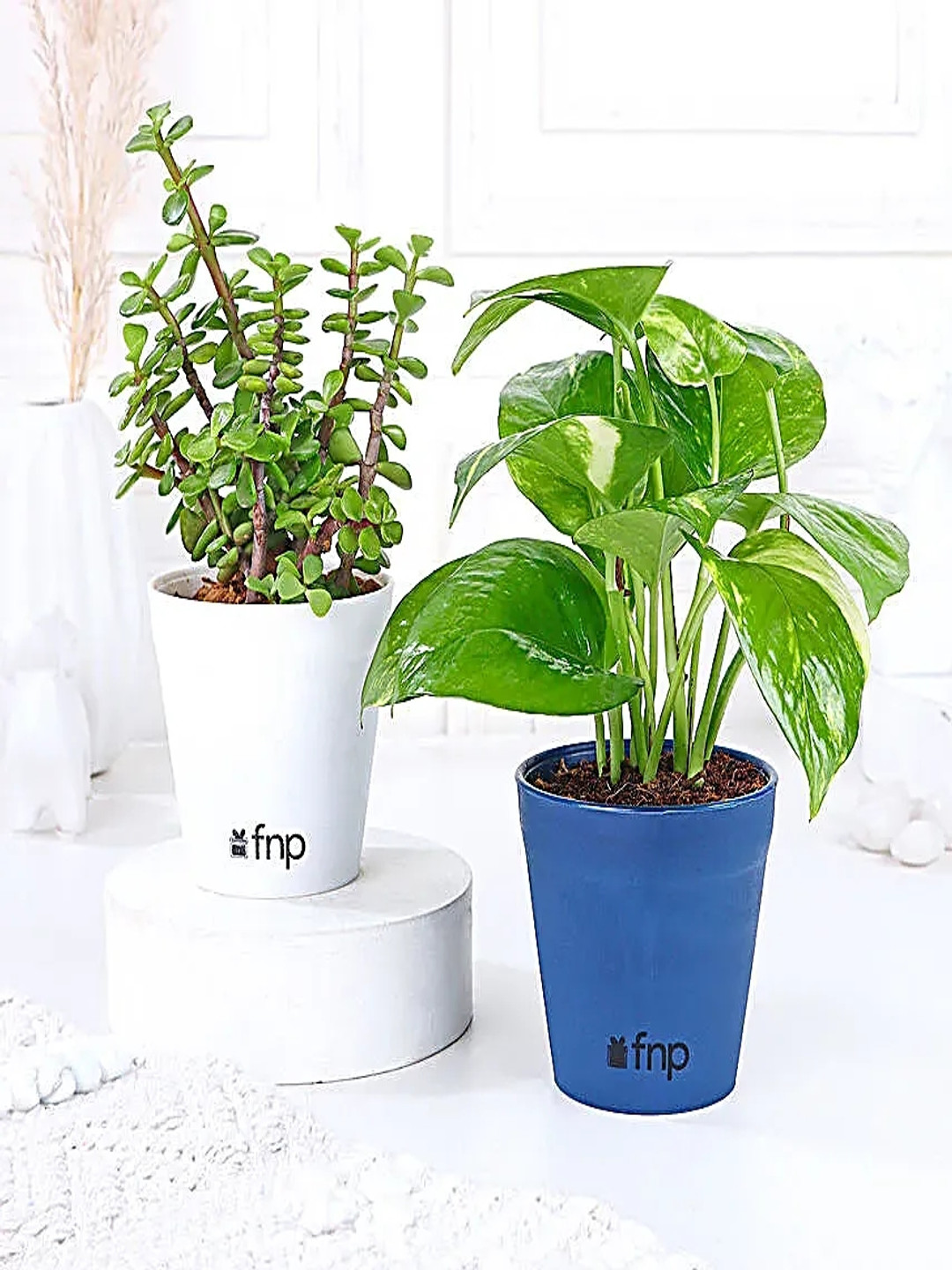 fnp Green 2-Pcs Jade and Money Plant With Pot