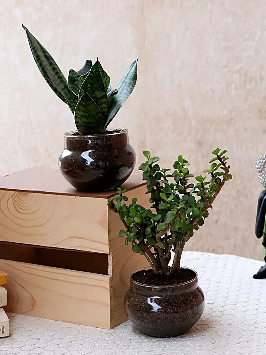 fnp 2-Pcs Indoor Sansevieria & Jade Plants With Pot- 4 inches