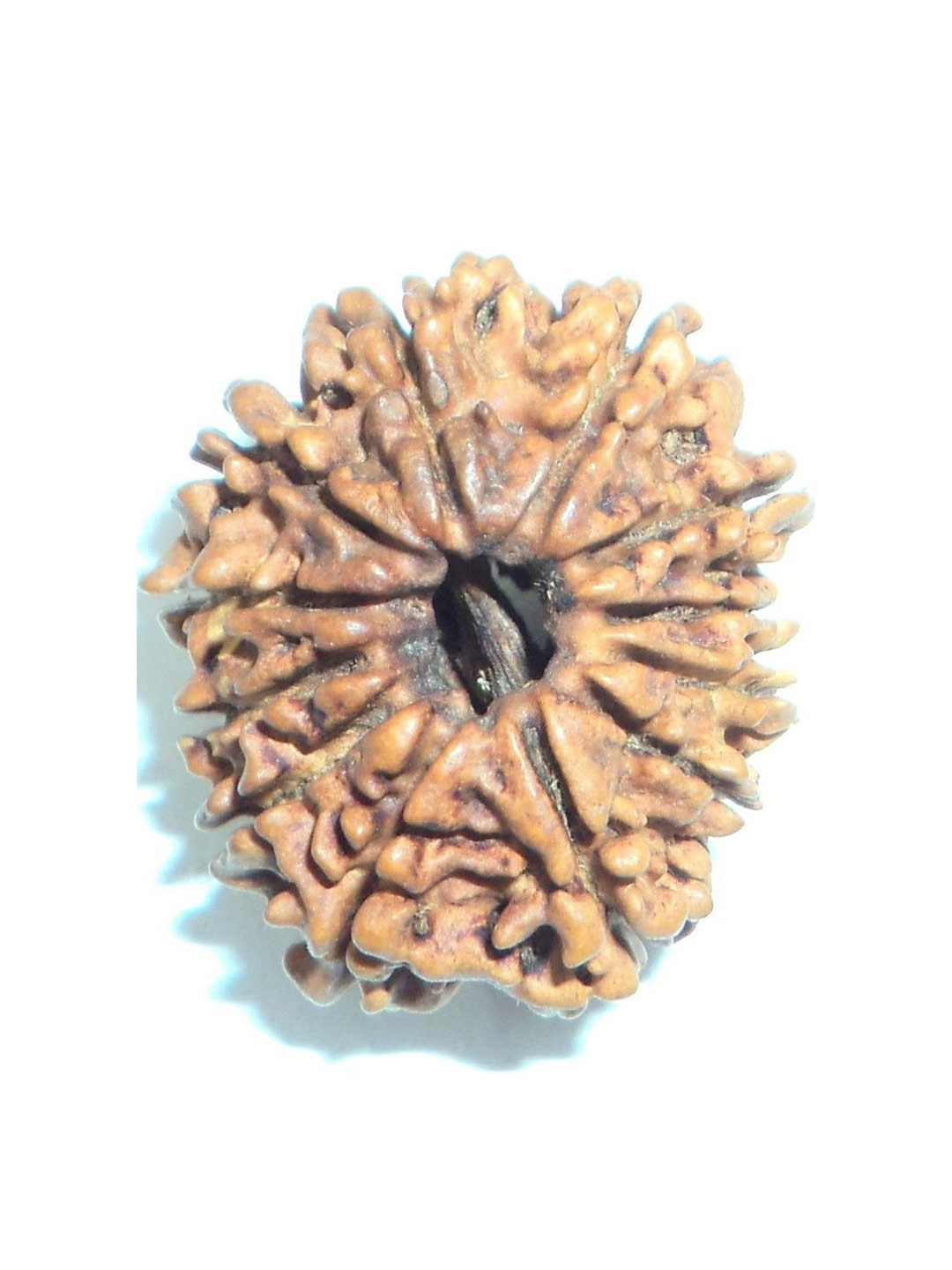 AURRA STORES 12 Mukhi Rudraksha Pendants