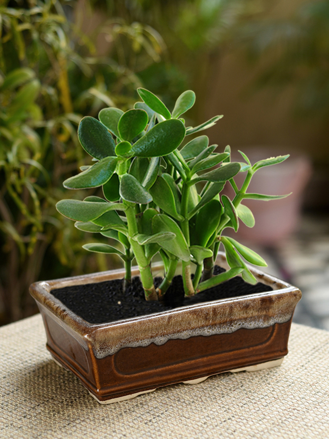Unravel India Set of 2 Brown Ceramic Table Top Planters
