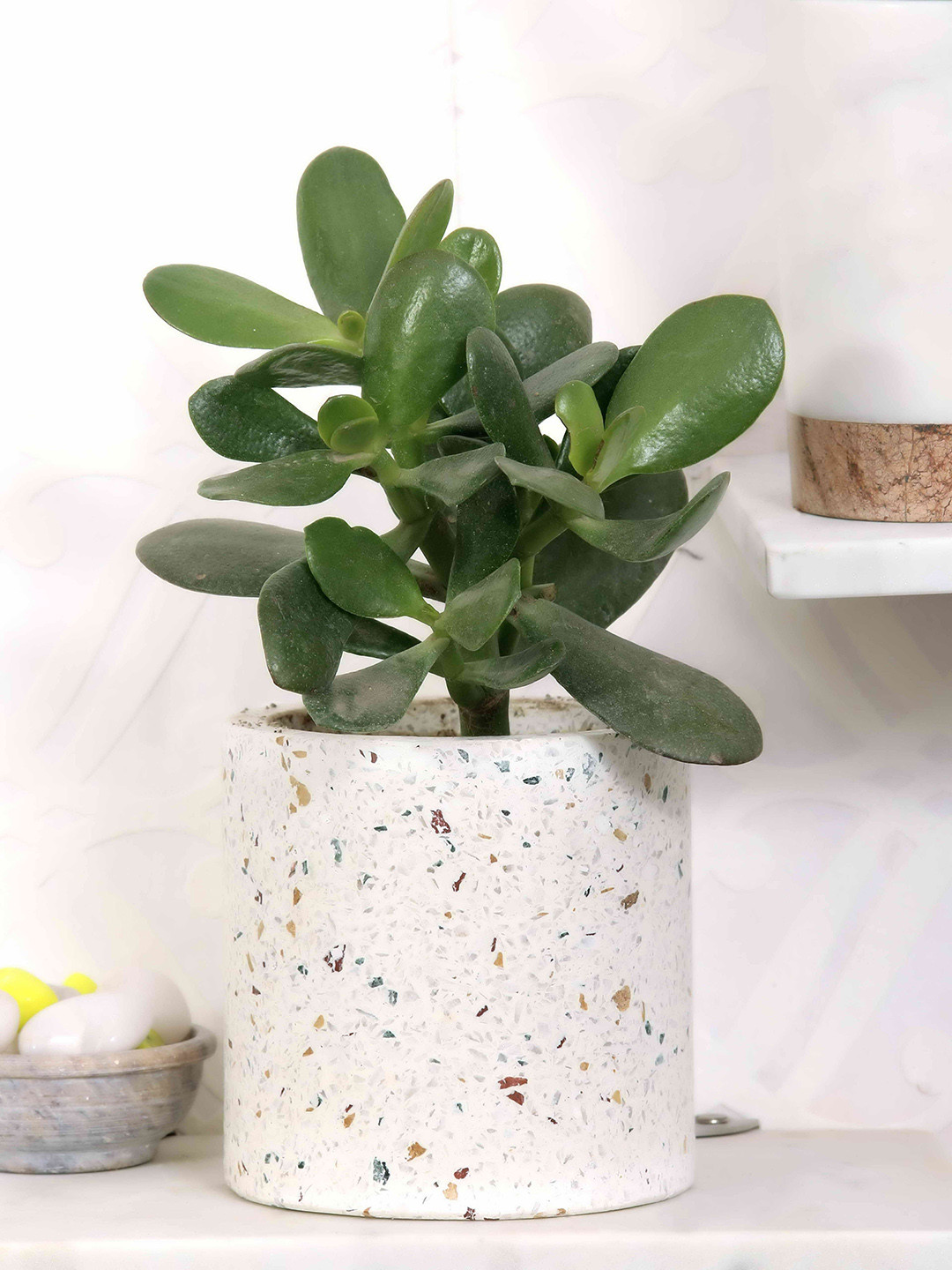POSH-N-PLUSH White Textured Cylindrical Terrazzo Planter