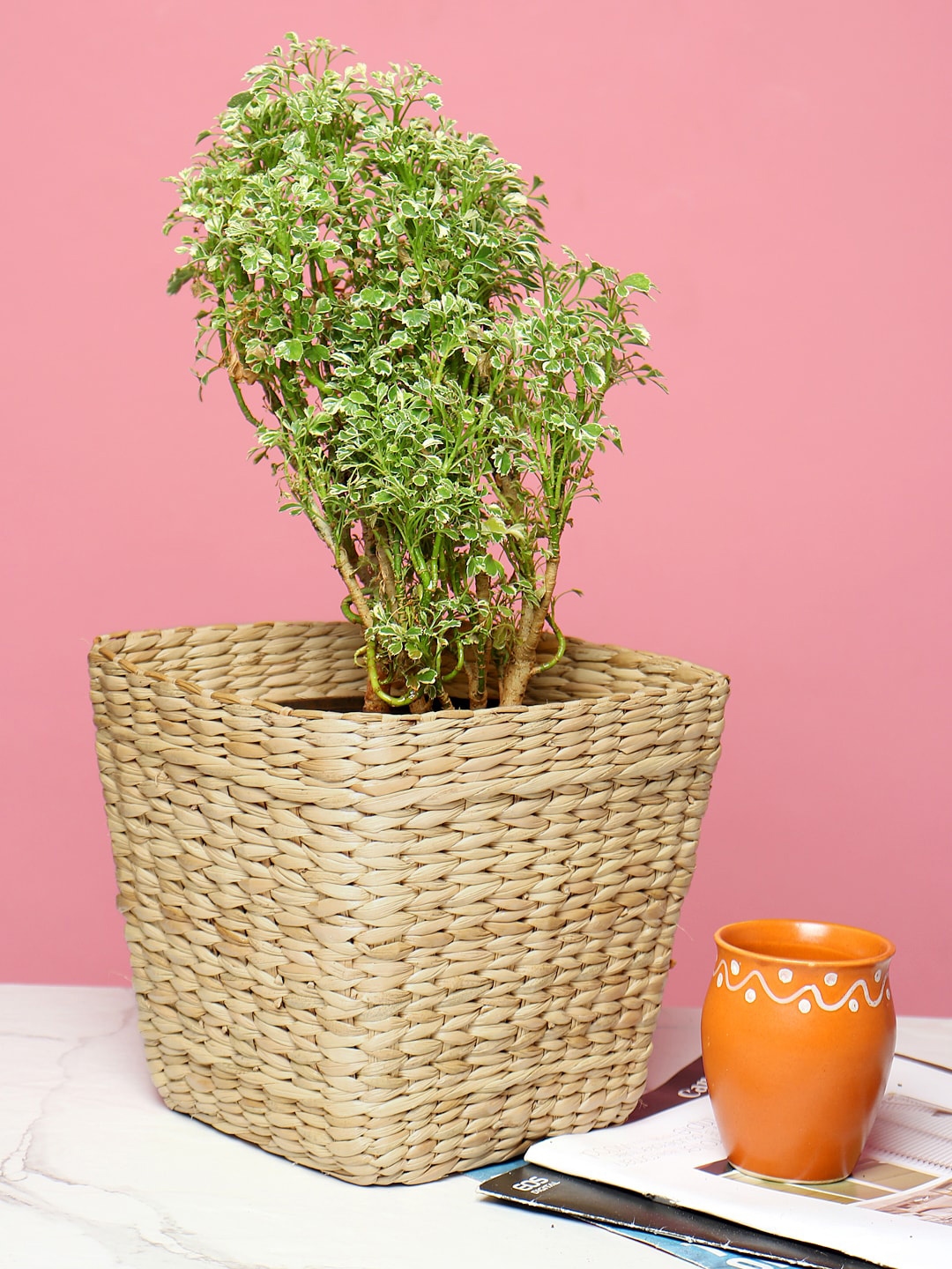 HABERE INDIA Beige Sustainable Planter Cover